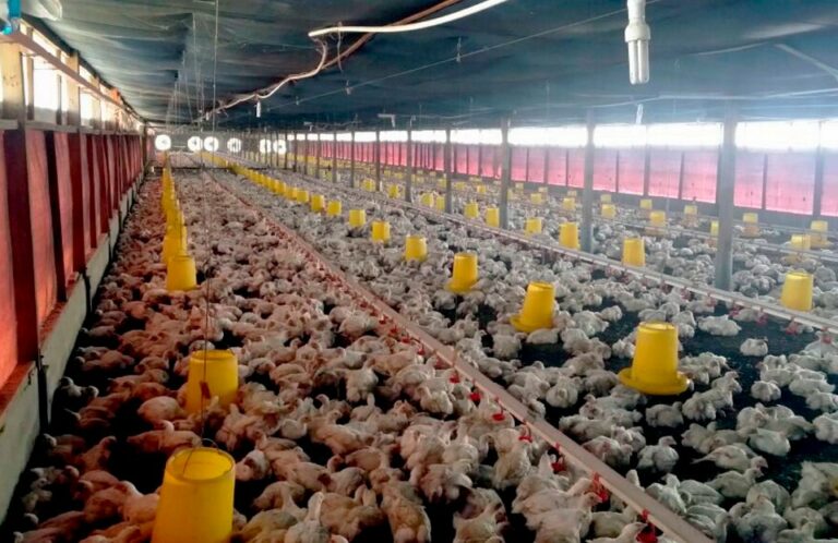MOF perhalusi kaedah terbaik stabilkan harga ayam
