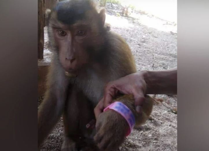 Beruk di Gua Musang tidak positif Covid-19