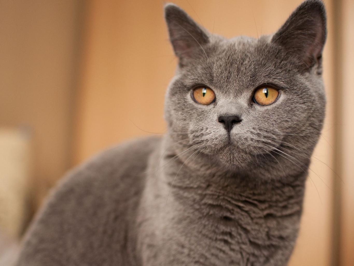 Lagi penipuan jualan kucing online