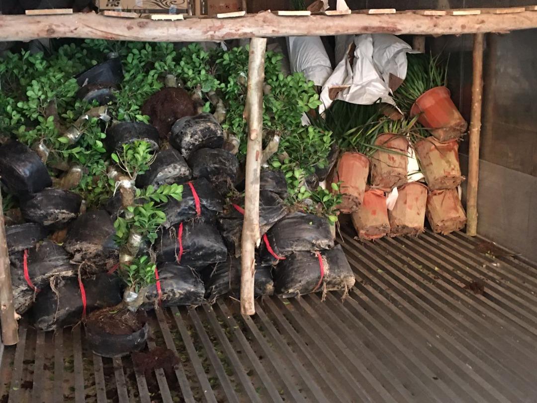 59,600 anak pokok hiasan tanpa permit import dirampas