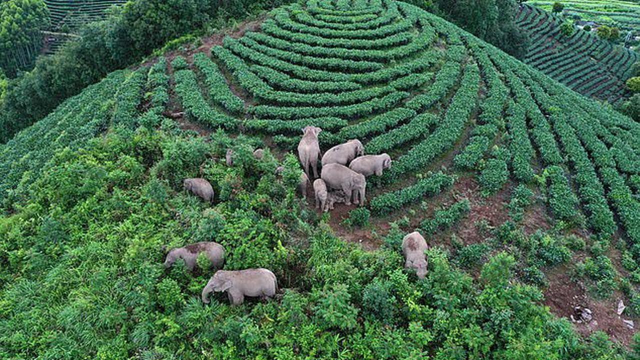 14 ekor gajah pengembara pulang ke habitat asal selepas 110 hari