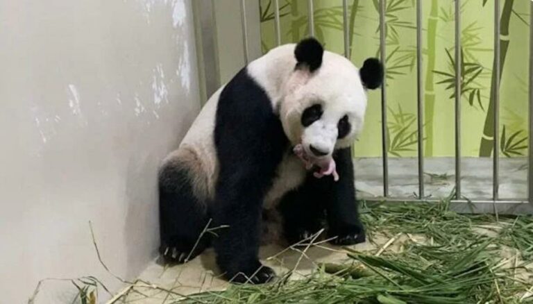 Singapura sambut kelahiran pertama anak panda gergasi