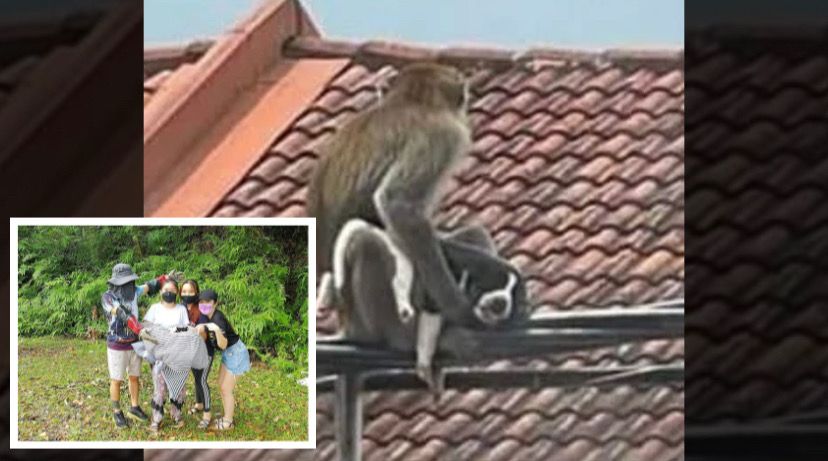 Anak anjing ‘diculik’ monyet dijadikan anak angkat penyelamat