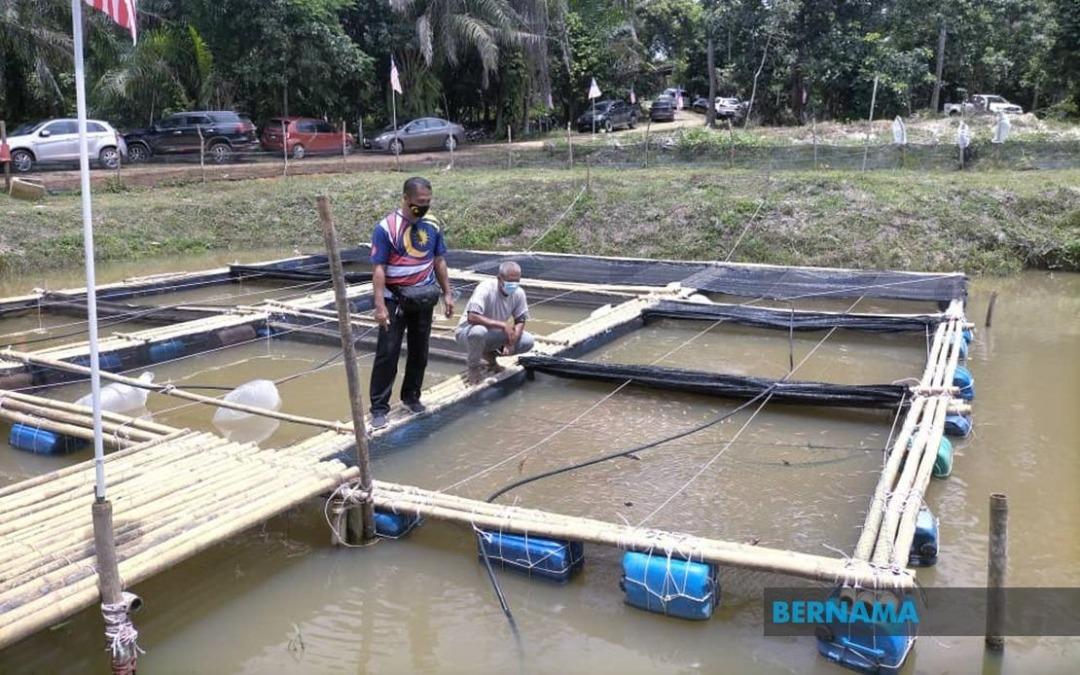 Lubuk penagih jadi kolam ternakan ikan