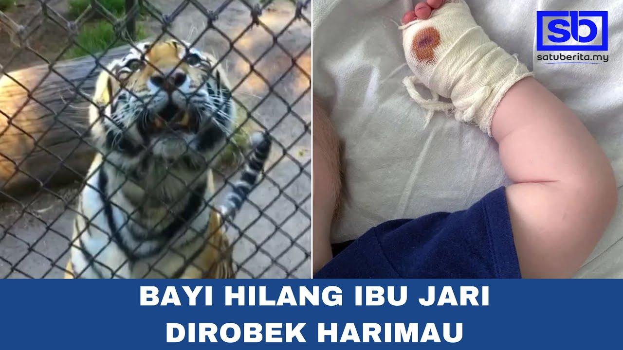 [VIDEO] Bayi hilang ibu jari dirobek harimau