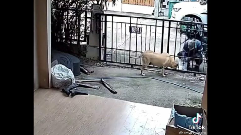 Sikap prihatin penghantar makanan terhadap anjing dapat perhatian ramai