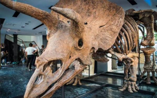 Rangka tulang dinosaur ‘Big John’ dijual lebih RM31 juta