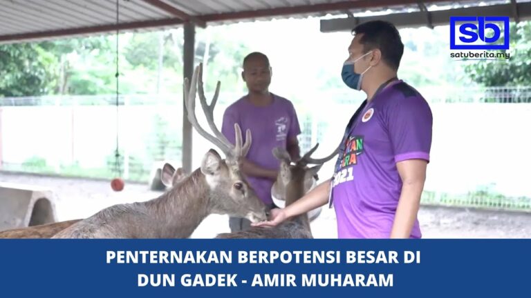 Penternakan berpotensi besar di DUN Gadek – Amir Muharam