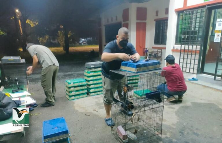 Seludup lebih 600 Murai Batu guna Myvi