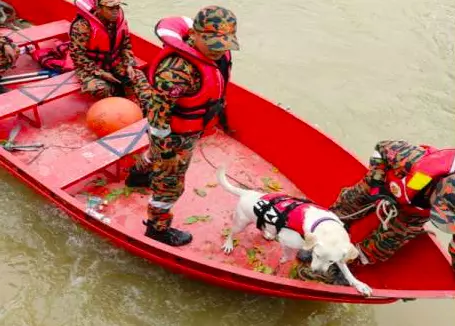 Anjing pengesan diguna untuk cari 5 mangsa hilang