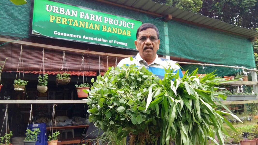 sayur-1 Tanam sayur