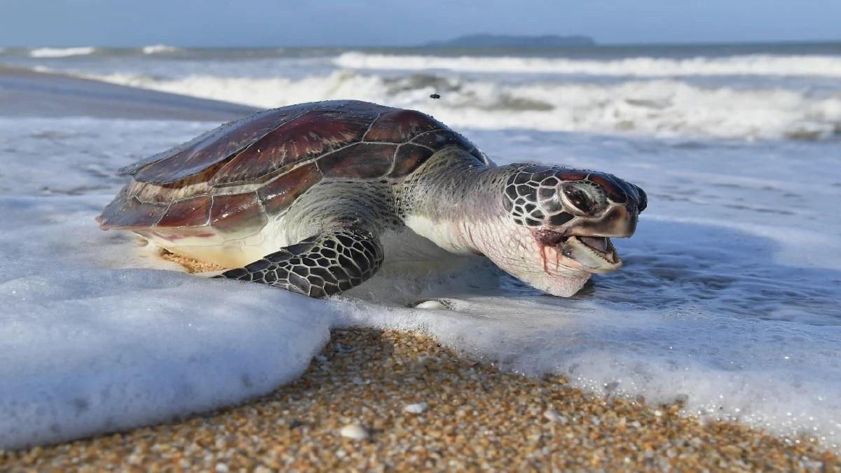 Lang Tengah Turtle Watch lancar kempen taja sarang penyu