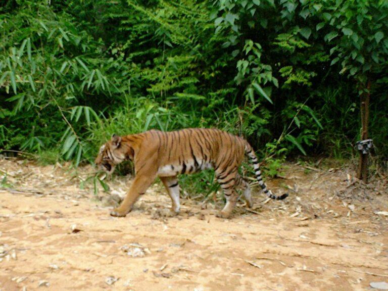 Harimau belang: Perhilitan terus pantau Jalan Simpang Pulai-Cameron Highlands