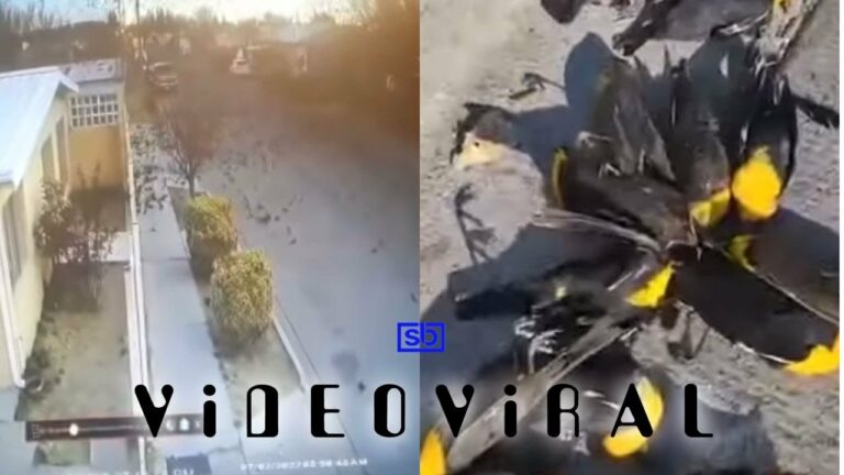 [VIDEO] Misteri ratusan burung mati hampir serentak