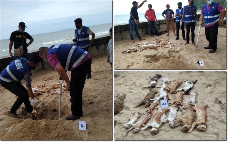 20 ekor kucing mati bergelimpangan di pantai Bukit Keluang, Besut