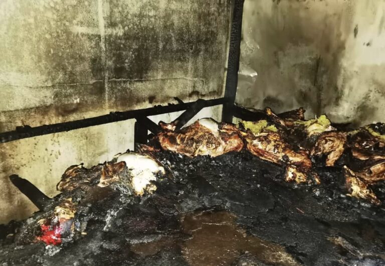 35 ekor kambing mati dalam kebakaran