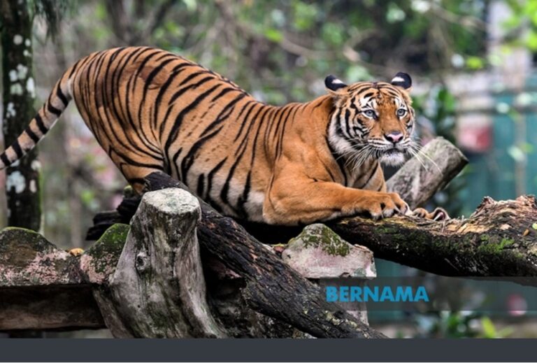 Penghantar makanan nyaris diterkam harimau di Dungun