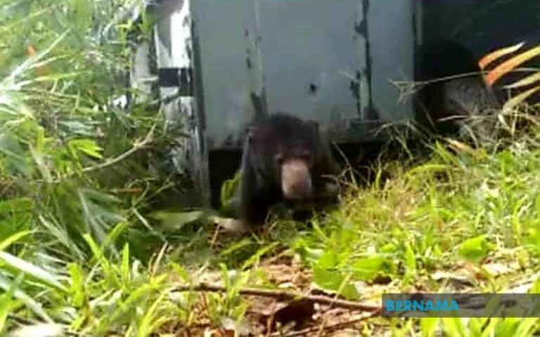 Rugi RM20,000 sarang madu kelulut dimusnah beruang