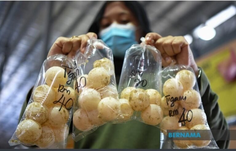 Peniaga telur penyu Pasar Payang akur larangan penjualan