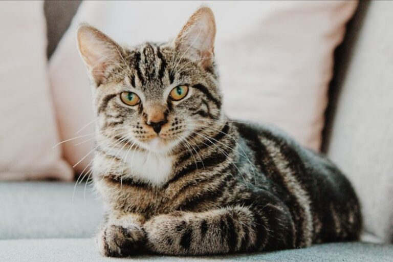 Tembak kucing dan lepaskan tembakan di tempat awam, pesara polis didenda RM6,500
