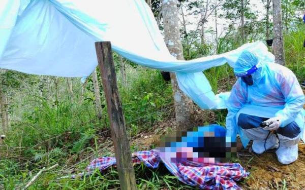 Lelaki maut terkena renjatan pagar elektrik di kebun sawit
