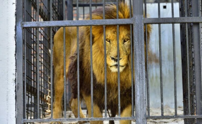 Kanak-kanak maut dibaham singa ketika melawat zoo