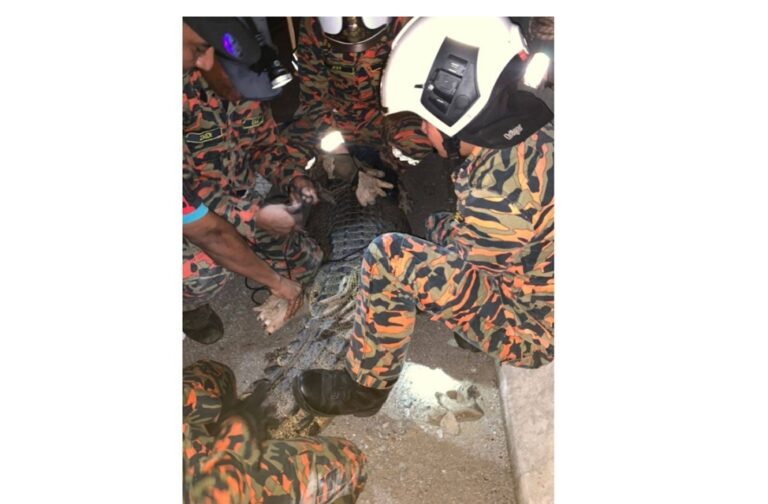 Bomba Johor tangkap buaya sesat atas jalan