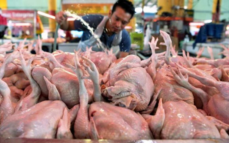 Harga ayam dijangka melambung lebih RM10 sekilogram