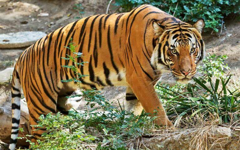 Perhilitan sahkan kelibat harimau di dua lokasi di Chemor