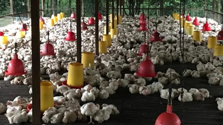 Lebih ramai pegawai akan digerakkan ke peringkat negeri, segerakan permohonan subsidi penternak ayam – MAFI