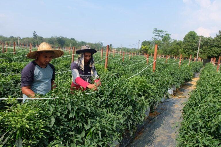 Pekebun sayur fertigasi terbeban harga baja kimia naik 120 peratus