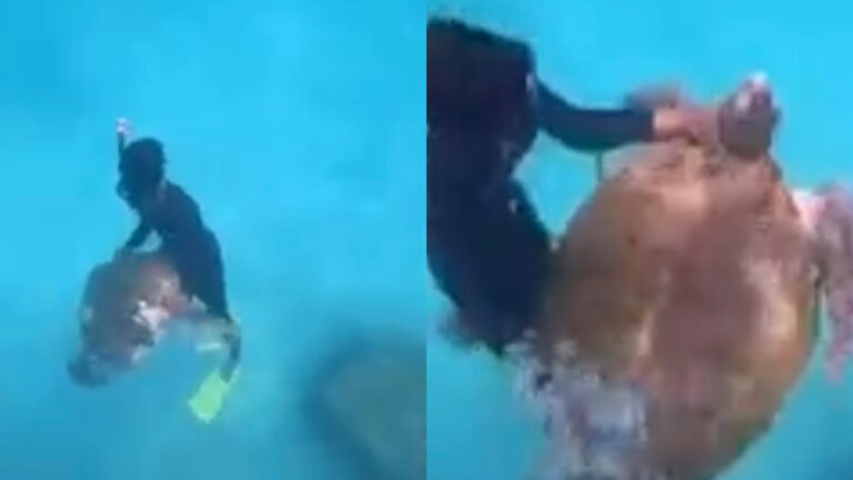 Video penyu tular: Kerajaan negeri arah siasatan