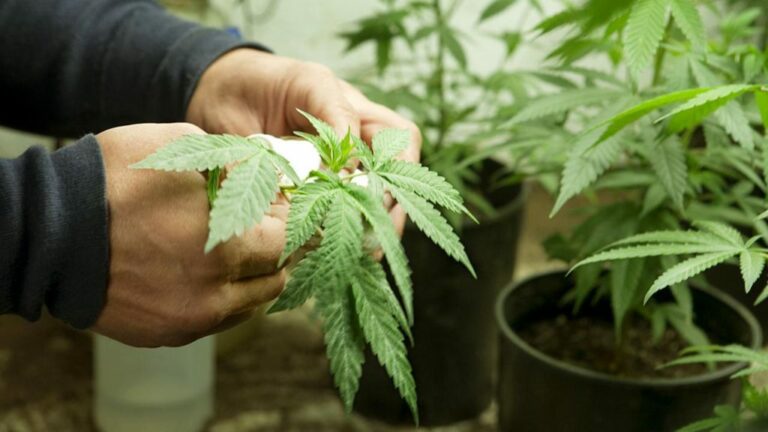 Thailand benarkan penduduk tanam, hisap ganja di rumah