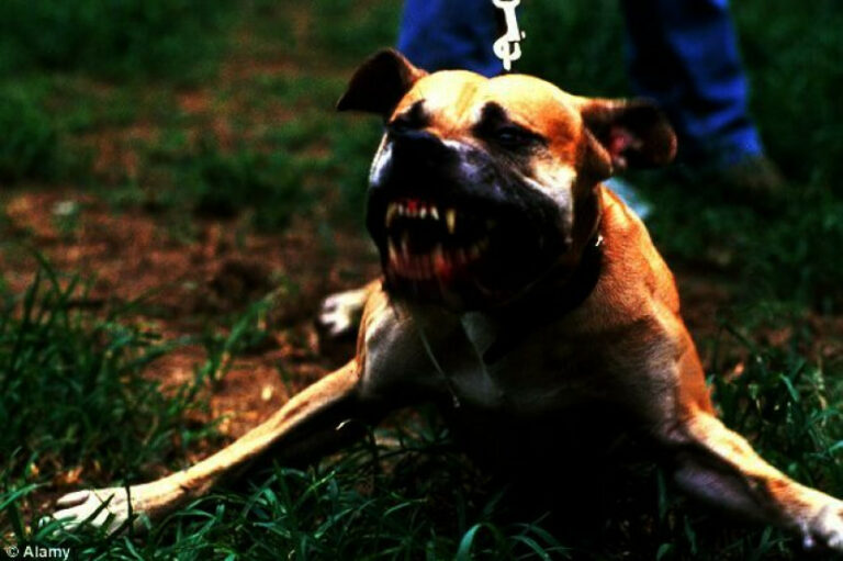 Wanita hamil cedera diserang anjing jiran
