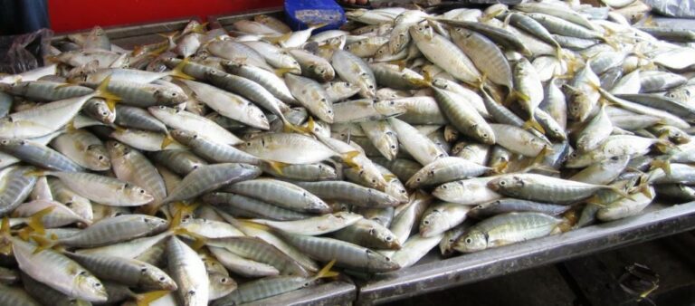 MAFI jangka bekalan ikan pulih bulan ini