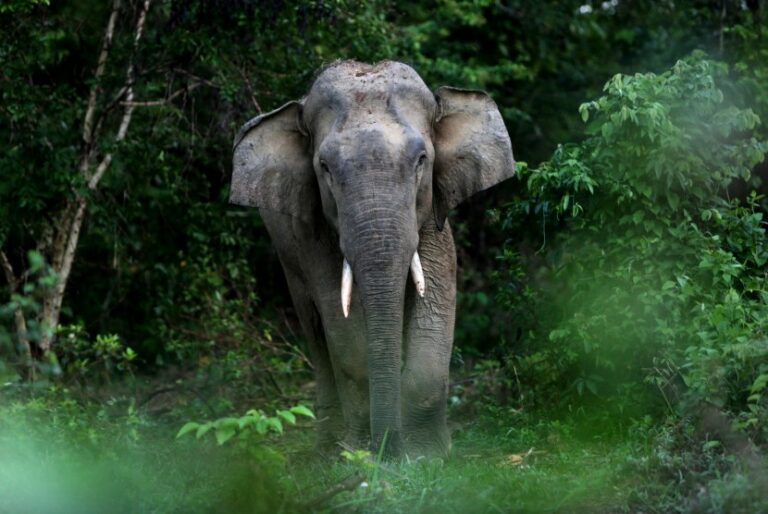 Pekerja ladang meninggal dunia tiga hari selepas dipijak gajah liar