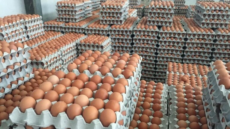 Pasar raya,kedai runcit di lima negeri kurang bekalan telur ayam