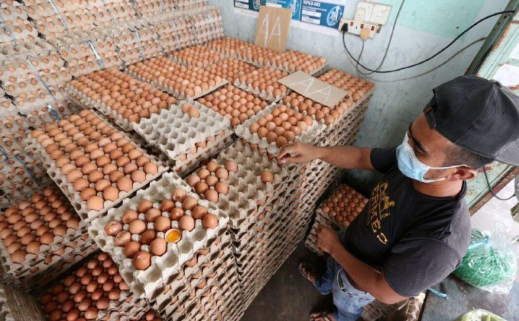 Bekalan telur ayam