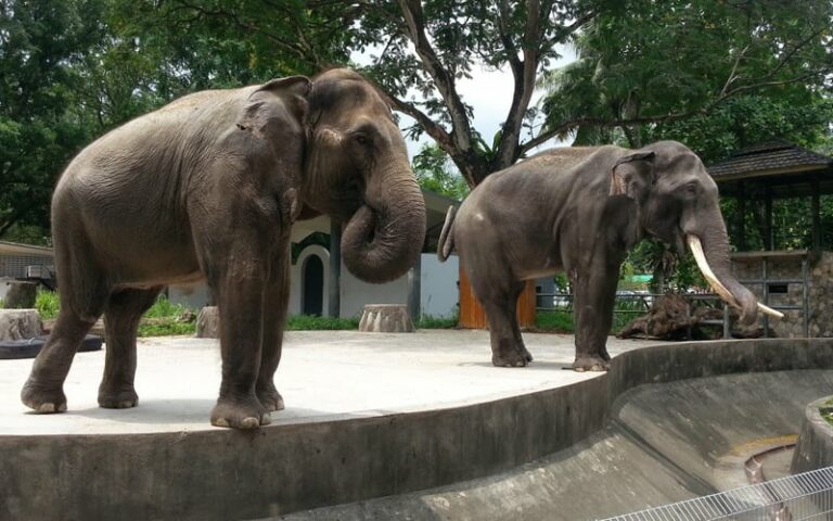 Petugas maut diserang gajah di Taman Hidupan Liar Sabah