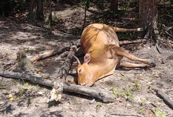 Dua ekor lembu ditemui mati diracun di Machang