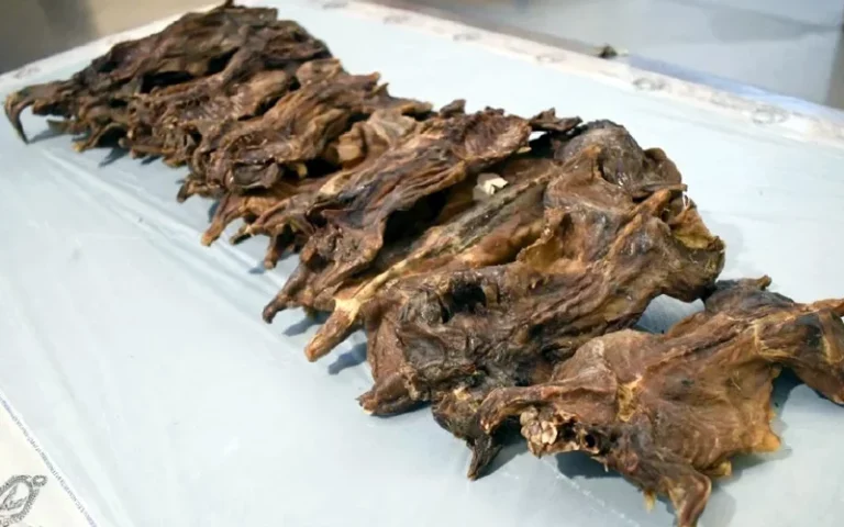 Penumpang Vietnam ‘kantoi’ bawa masuk 10kg tikus salai