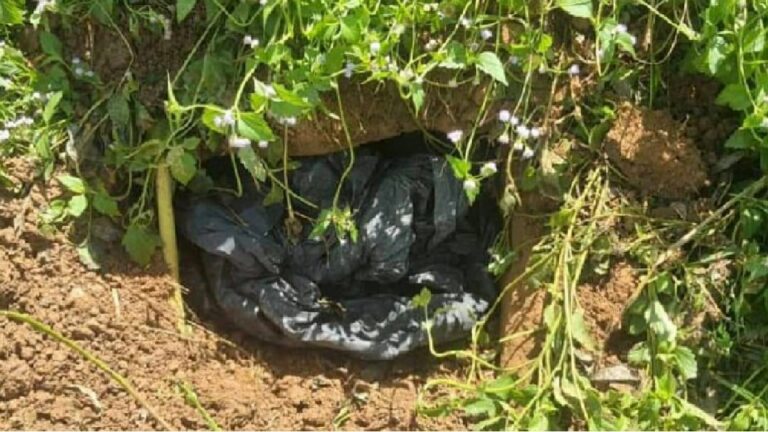 Kantoi tanam 1.5 kilogram syabu dekat sawah padi