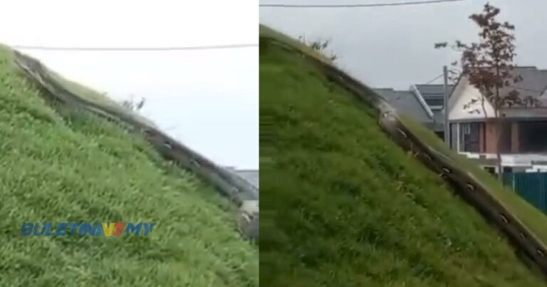 Ular gergasi di Elmina?